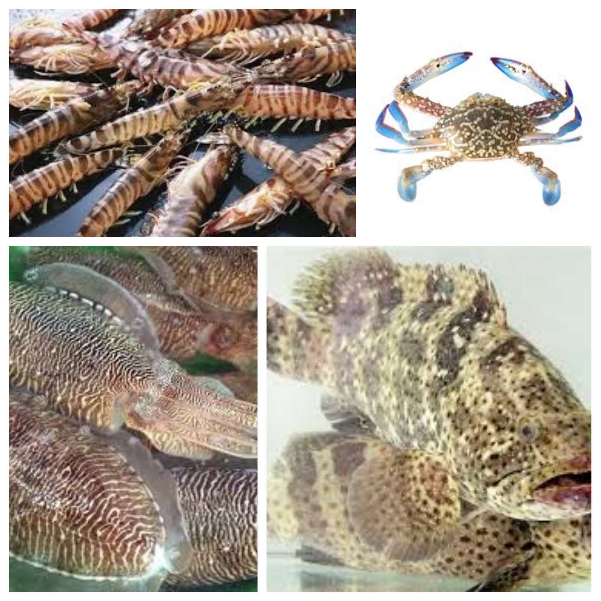 Thủy sản